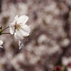 輝く桜