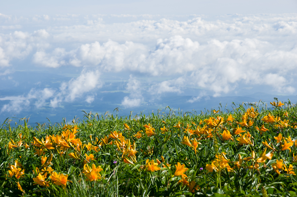 雲上の花畑