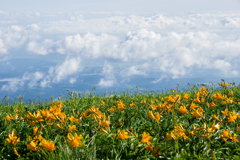 雲上の花畑