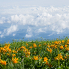 雲上の花畑