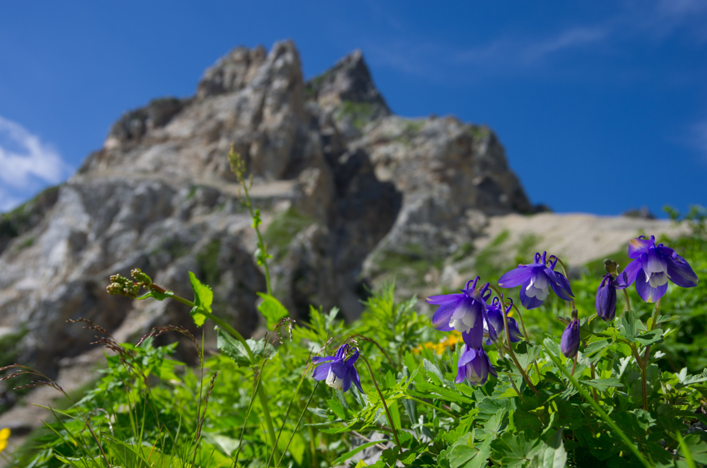 花の山