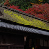 苔