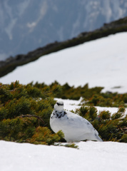 雪山讃歌
