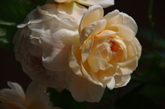 Ambridge Rose