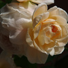Ambridge Rose