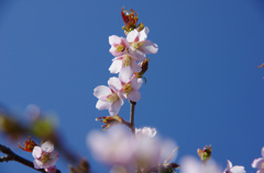 6月の桜