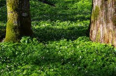 おとぎの森