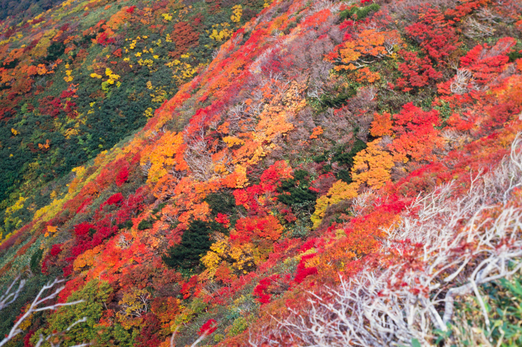 朝日岳の紅葉