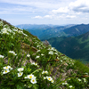 花咲く山