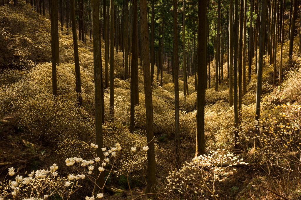 三椏の森