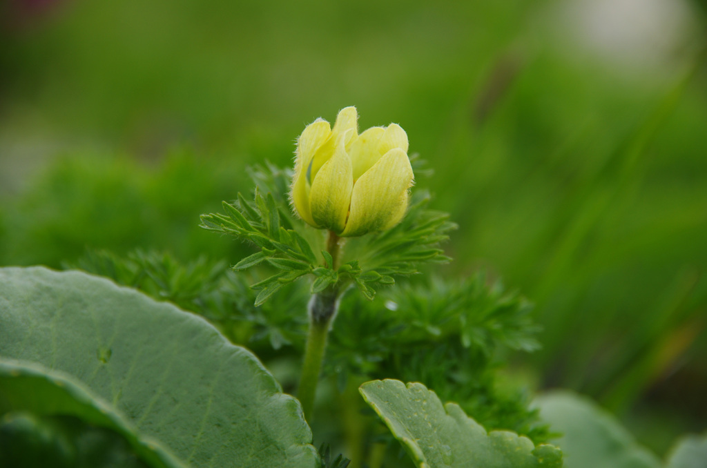 もけもけの花