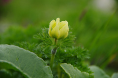 もけもけの花