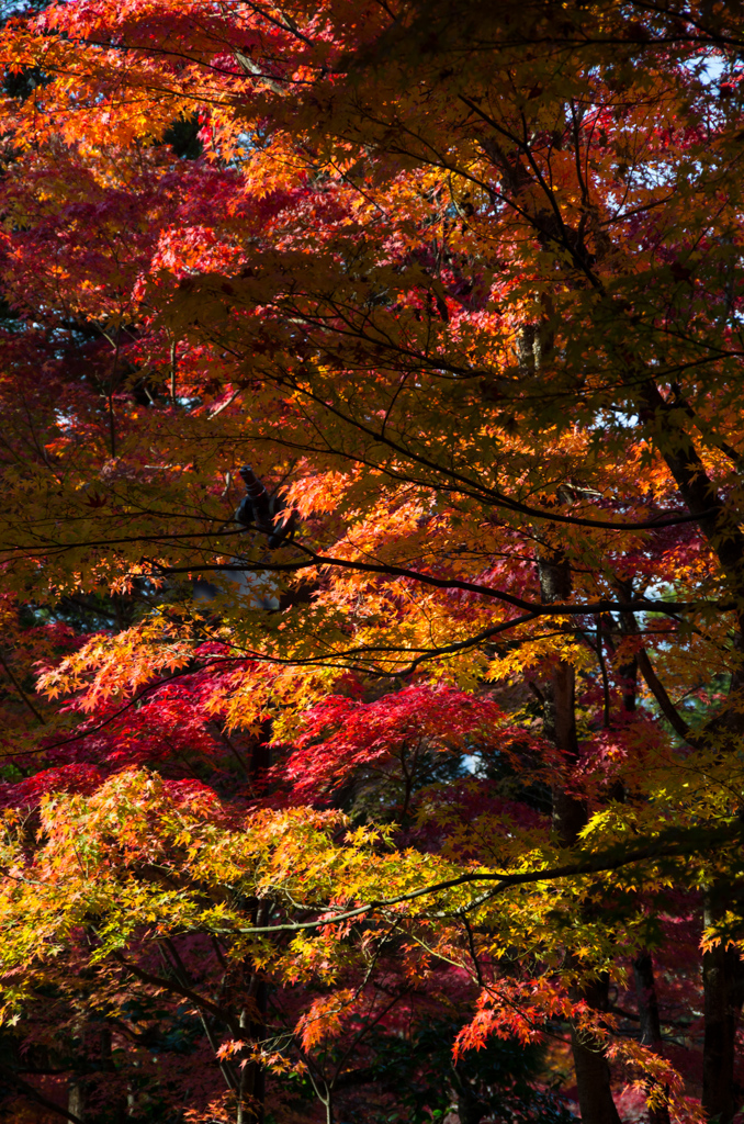 京の秋　1