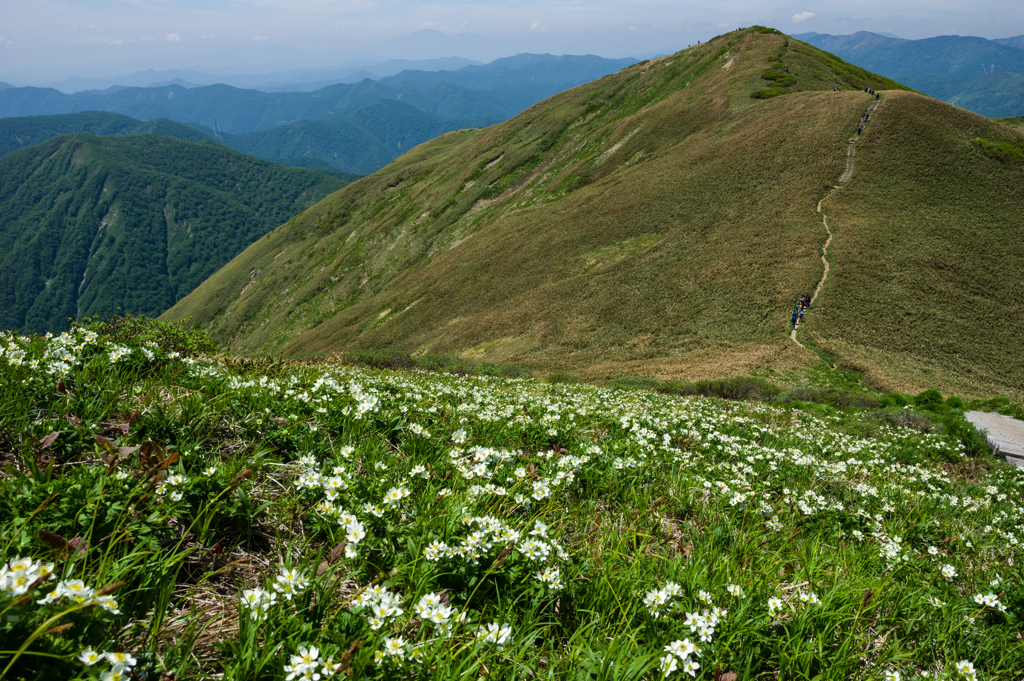 夏山