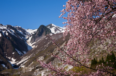 山桜・彩り