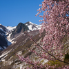 山桜・彩り
