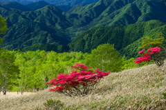 初夏の色彩