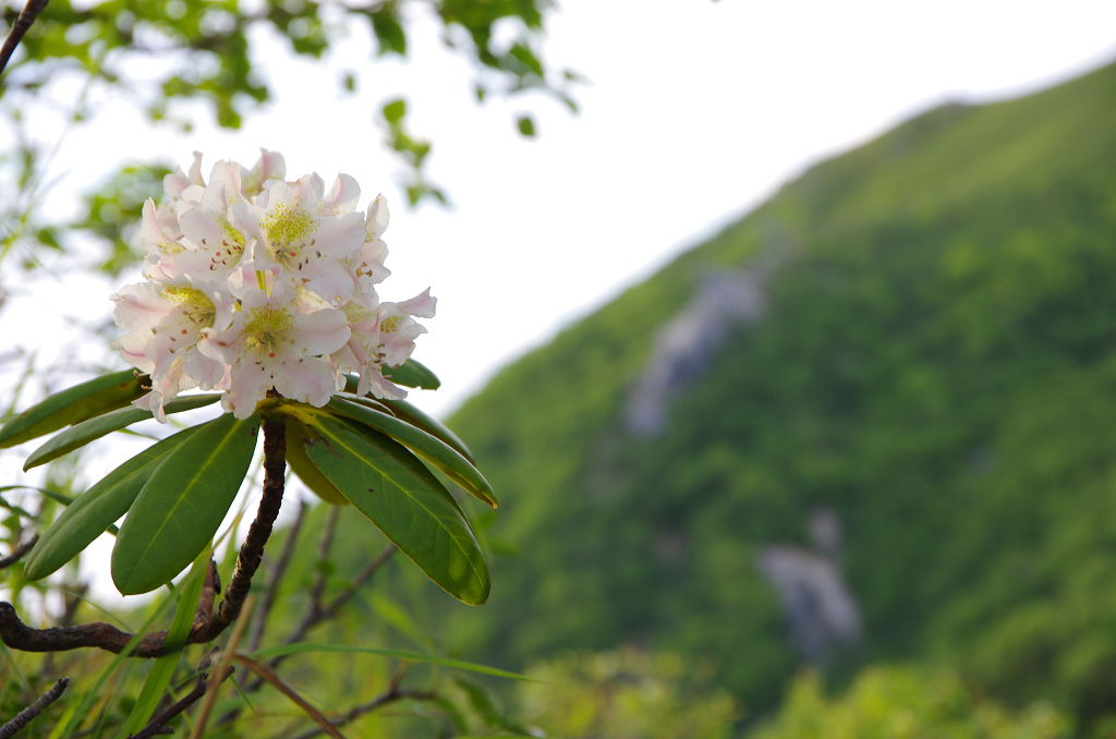 山に咲く