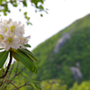 山に咲く