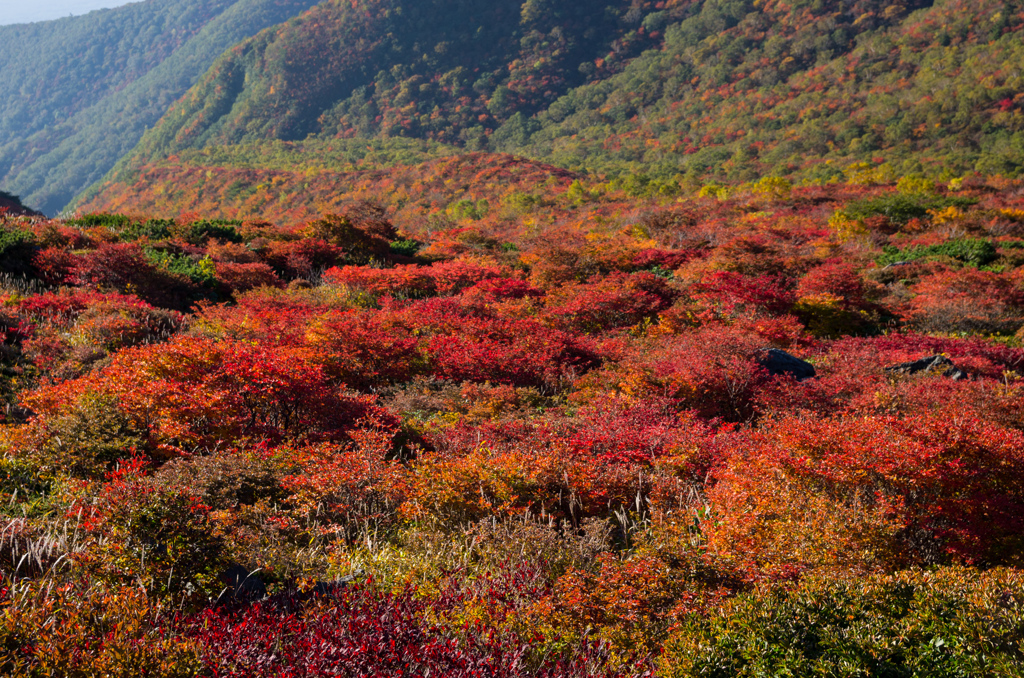 紅葉だより(2)