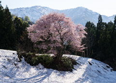 山桜・煌き
