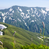 山に咲く　Ⅸ