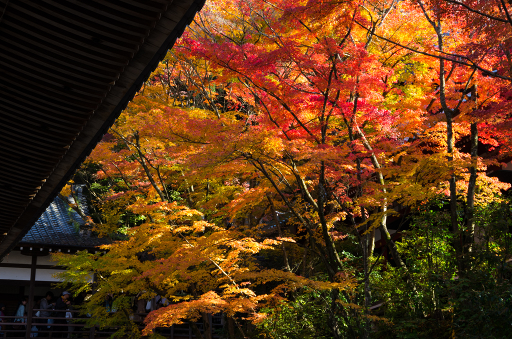 京の秋　3