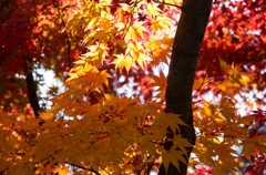 京の秋　7
