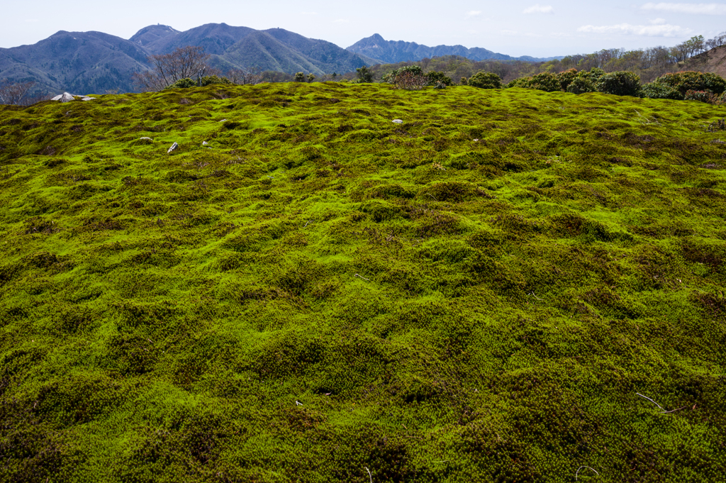 苔の山