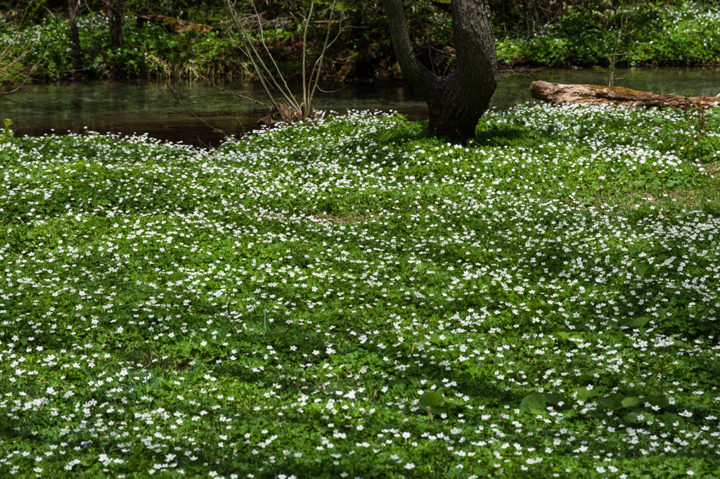 花園