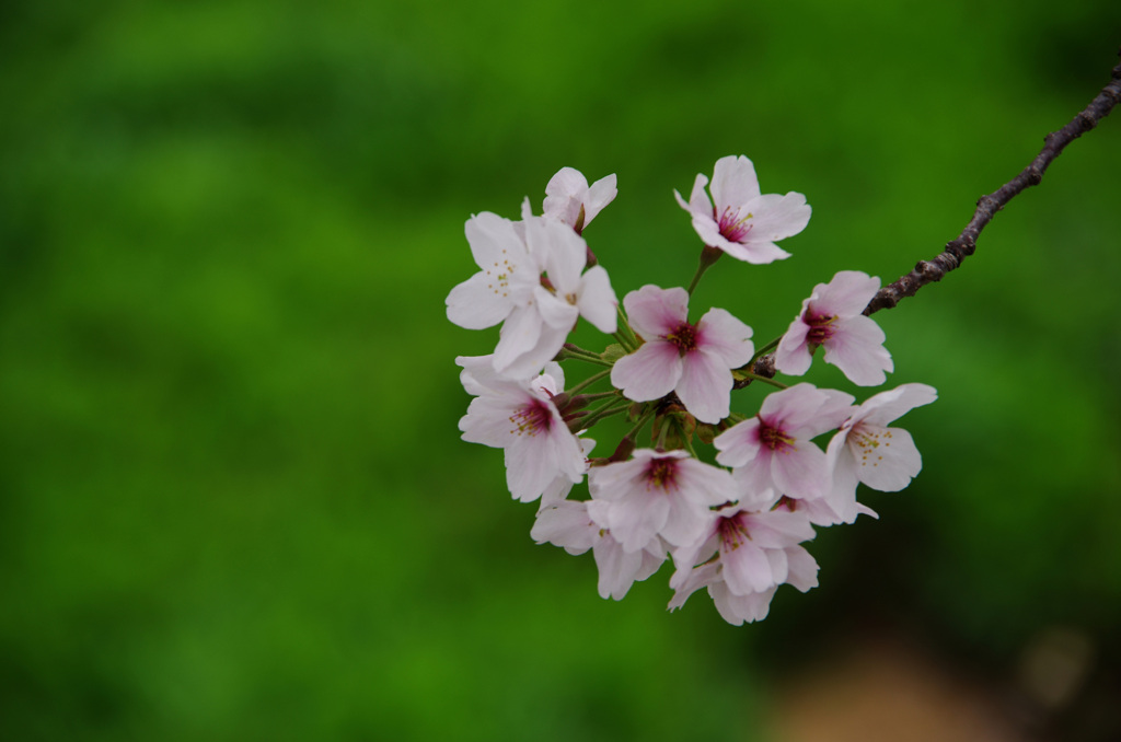 桜の毬