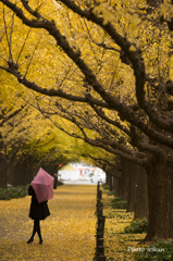 雨に濡れる外苑の朝