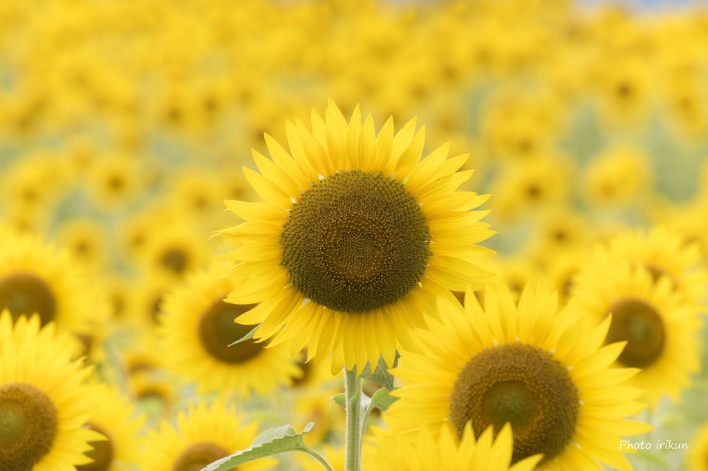 夏の顔