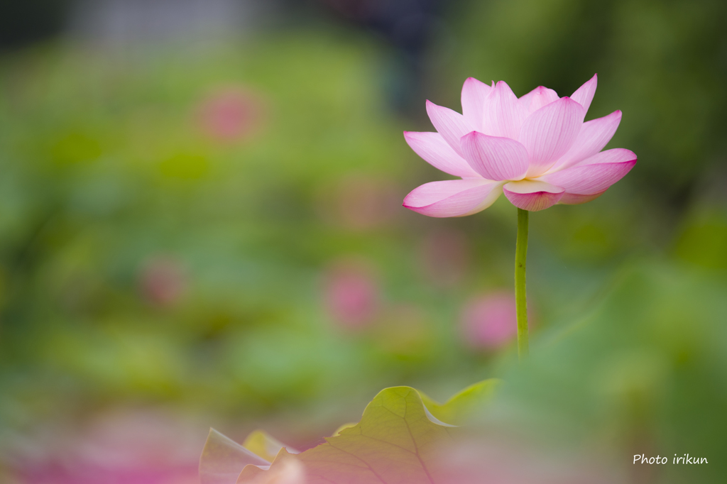 梅雨の華