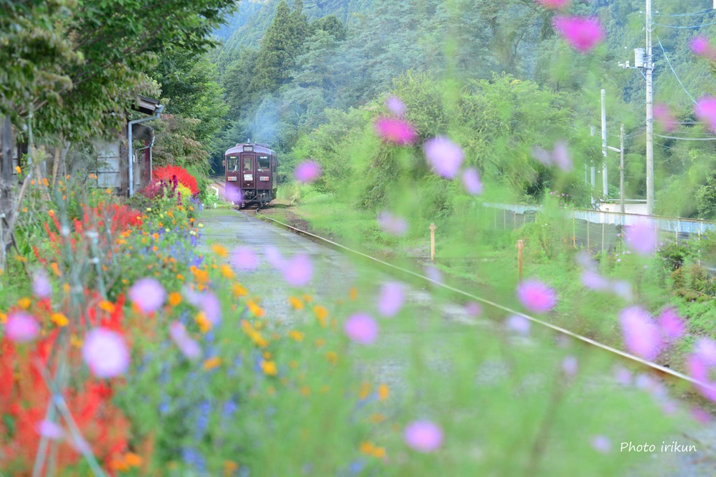 秋の花咲くわたらせ