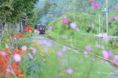 秋の花咲くわたらせ