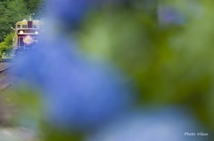 紫陽花の駅へ