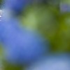 紫陽花の駅へ