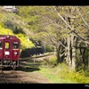 黄萌え