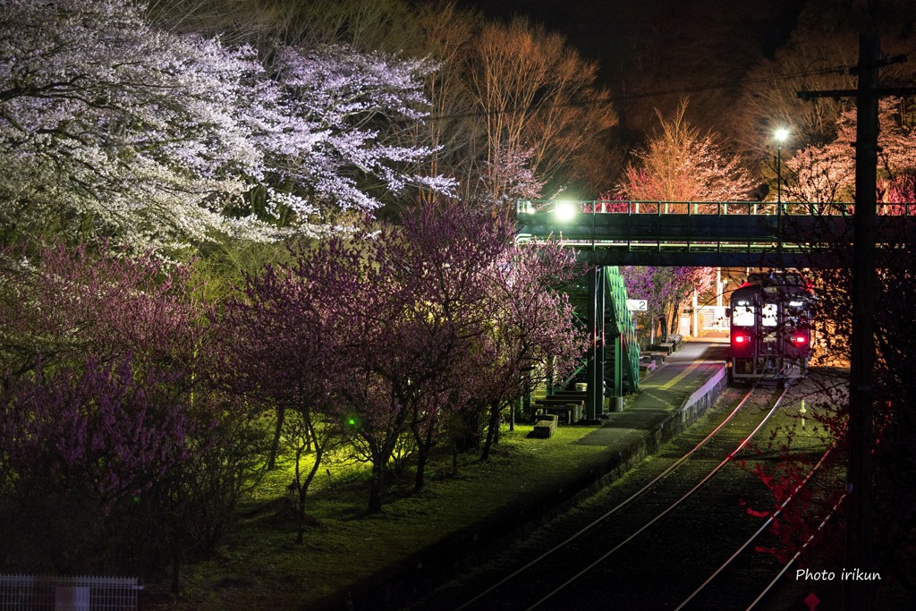 夜桜Ⅱ