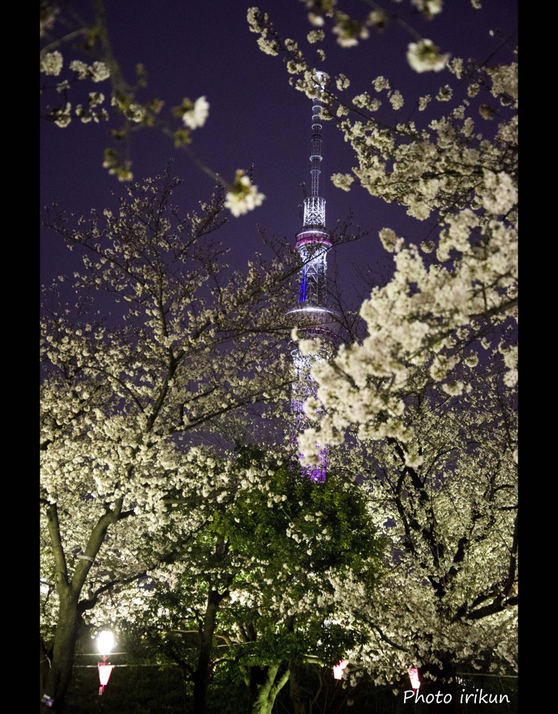 桜の隅田公園