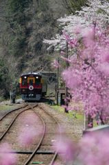 桜と桃とわっしー号