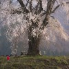 上発知の朝陽