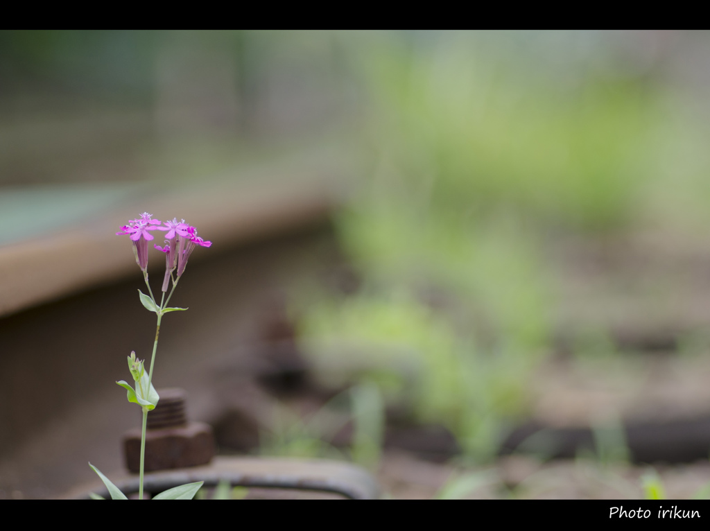 線路わきに咲く