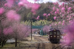 桃色に染まる里山