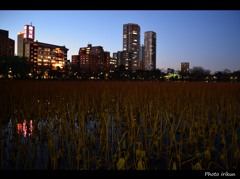 黄昏の東天紅