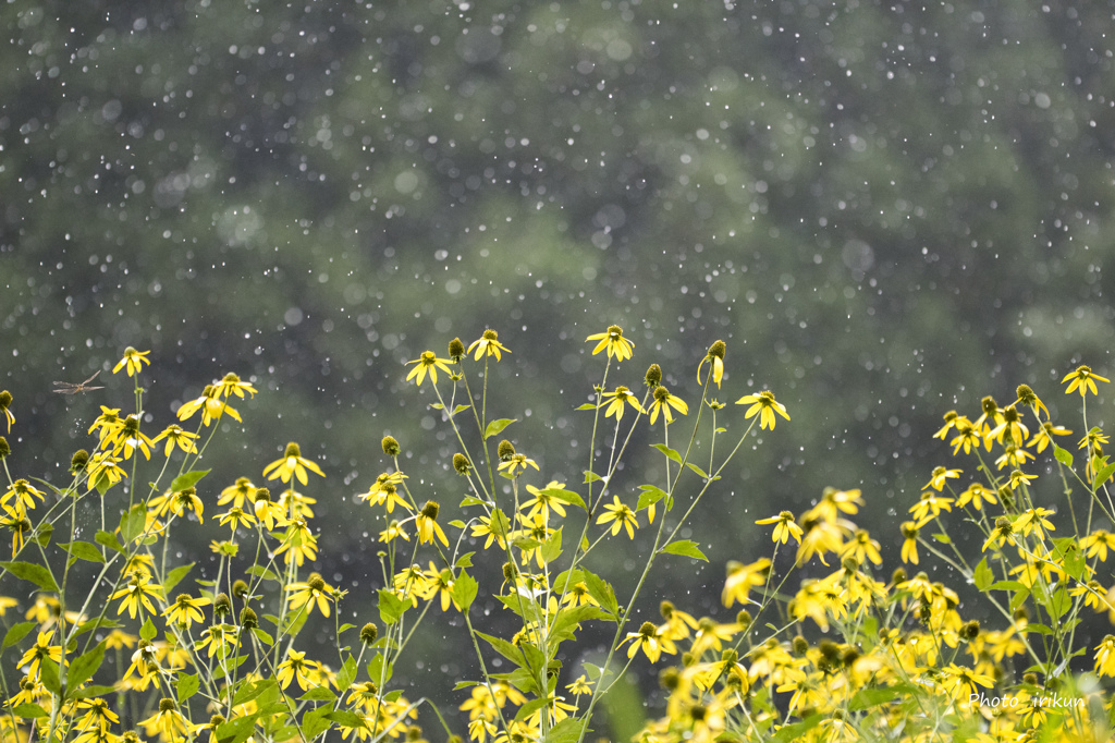 突然の雨