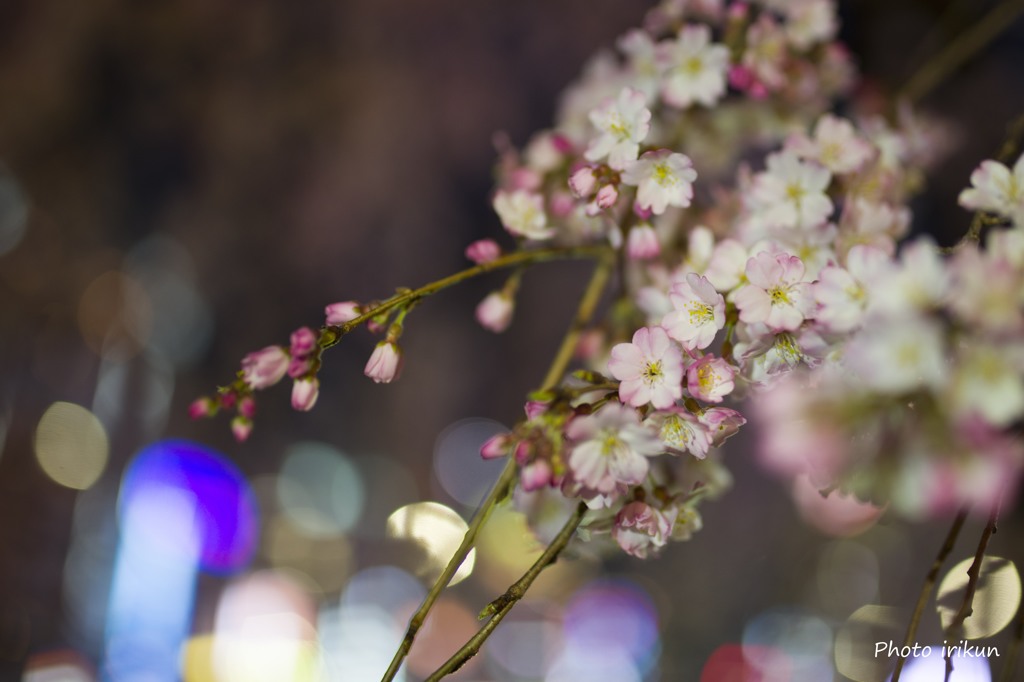 夜桜２