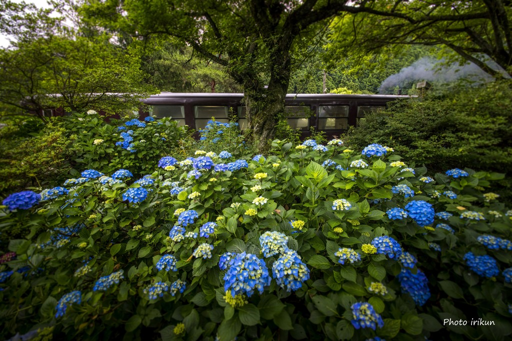 紫陽花の駅