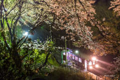 夜桜Ⅴ